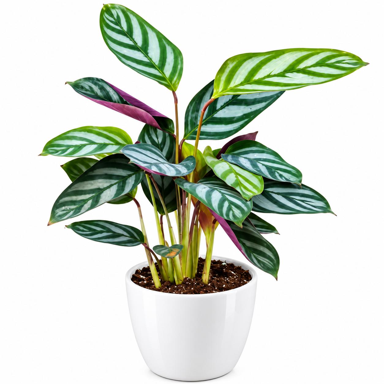 Calathea Compacta Star