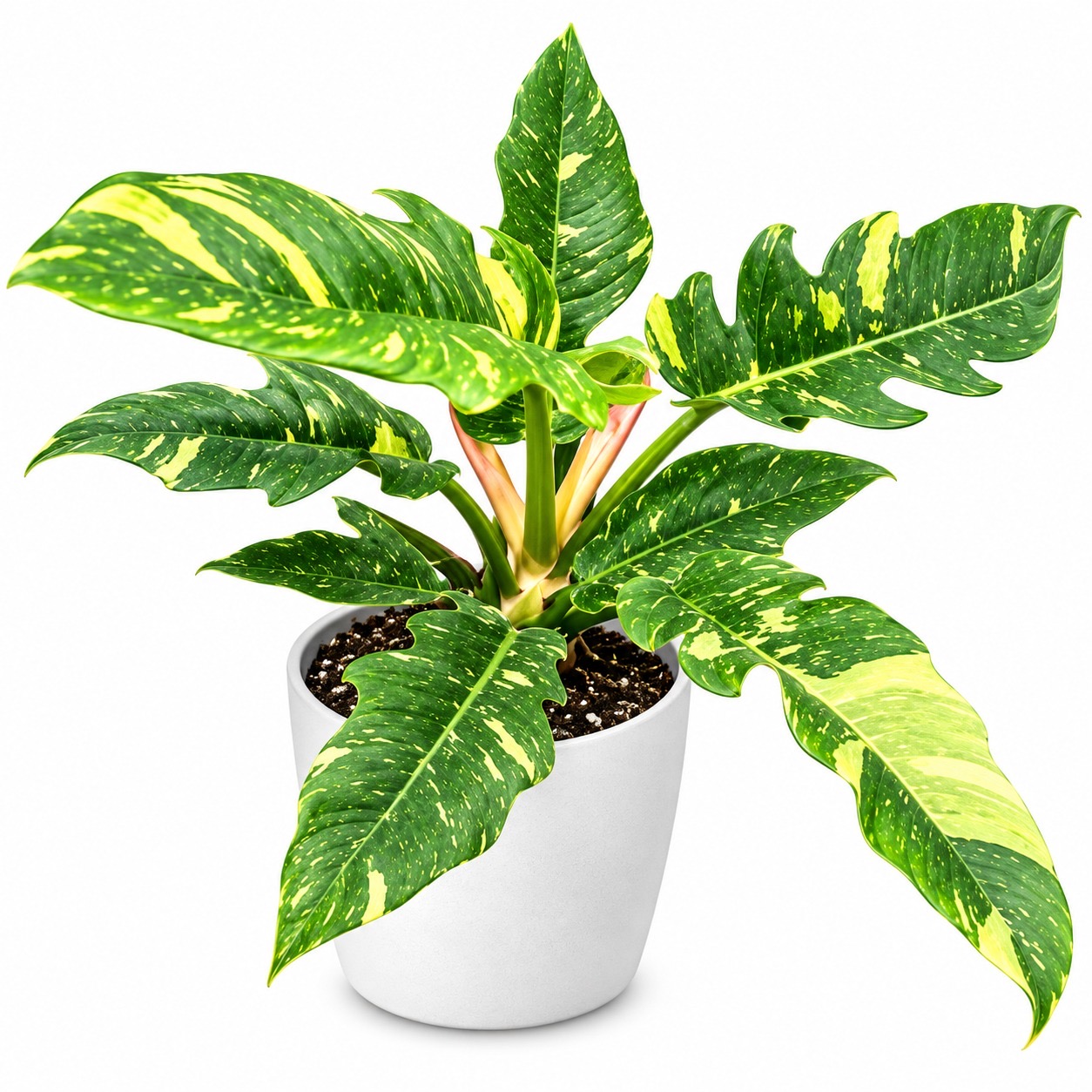 Philodendron Ring of Fire Verigated -(Healthy Live Plant in Jiffy Bag)