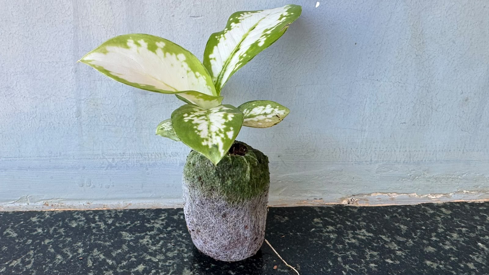Diffenbachia White etna -(Healthy Live Plant in Jiffy Bag)