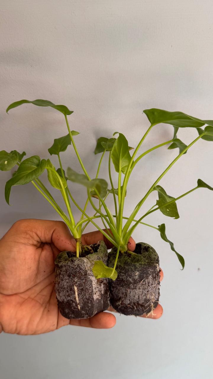 Philodendron Xanadu Green -(Healthy Live Plant in Jiffy Bag)