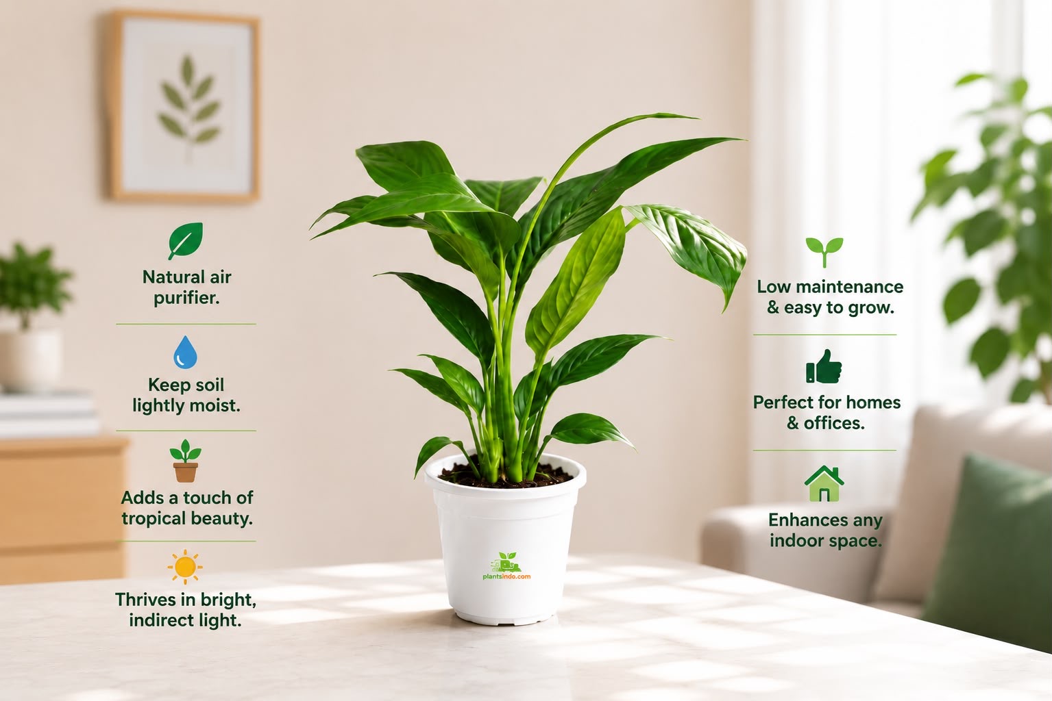 Easy Green Duo. Peace lily,Green zz plant.