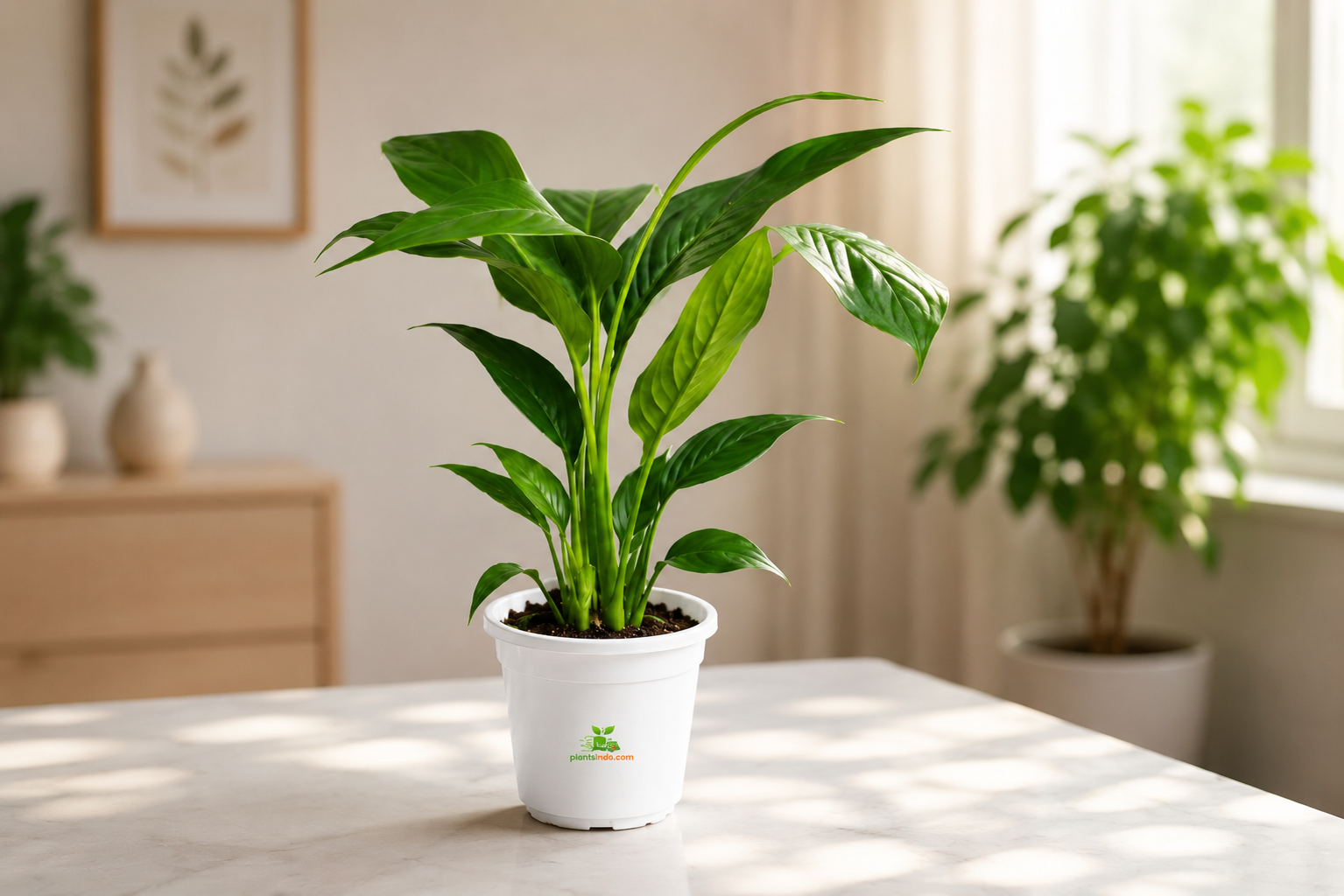 Peace Lily.