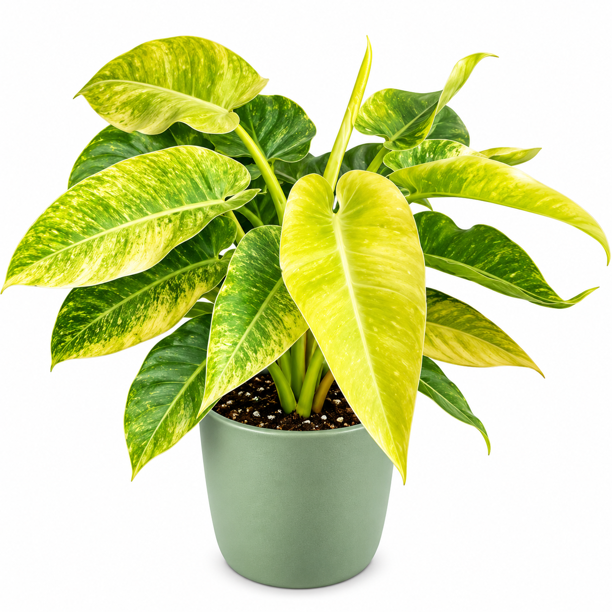 Philodendron Calkins Gold -(2 Healthy Live Plant in Jiffy Bag)