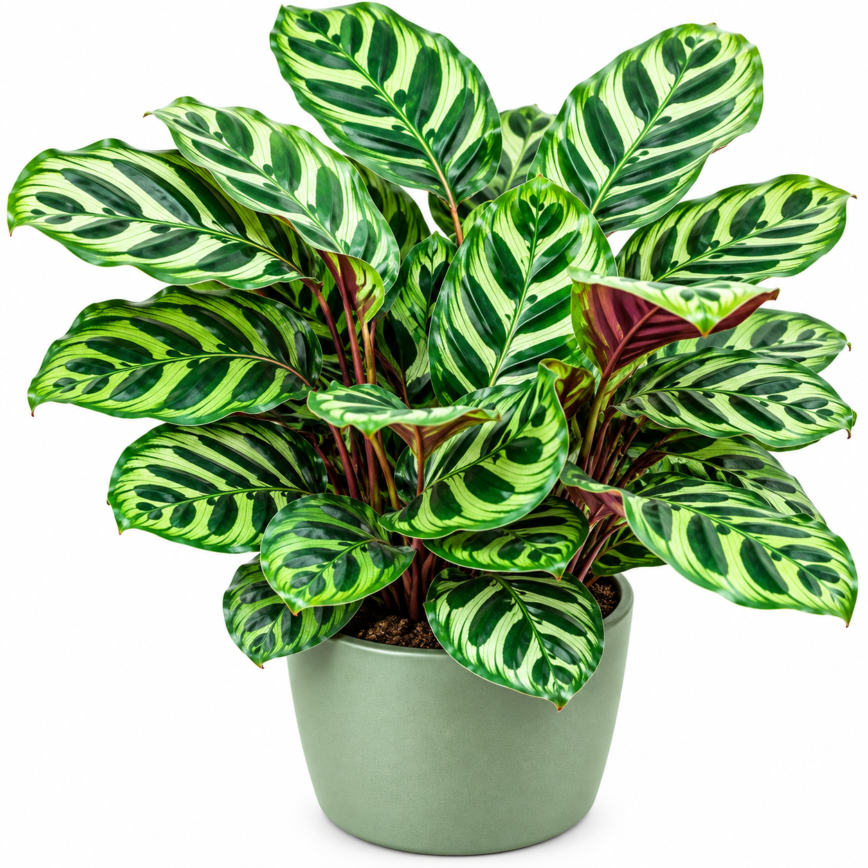 Calathiya Makoyana -12cm pot