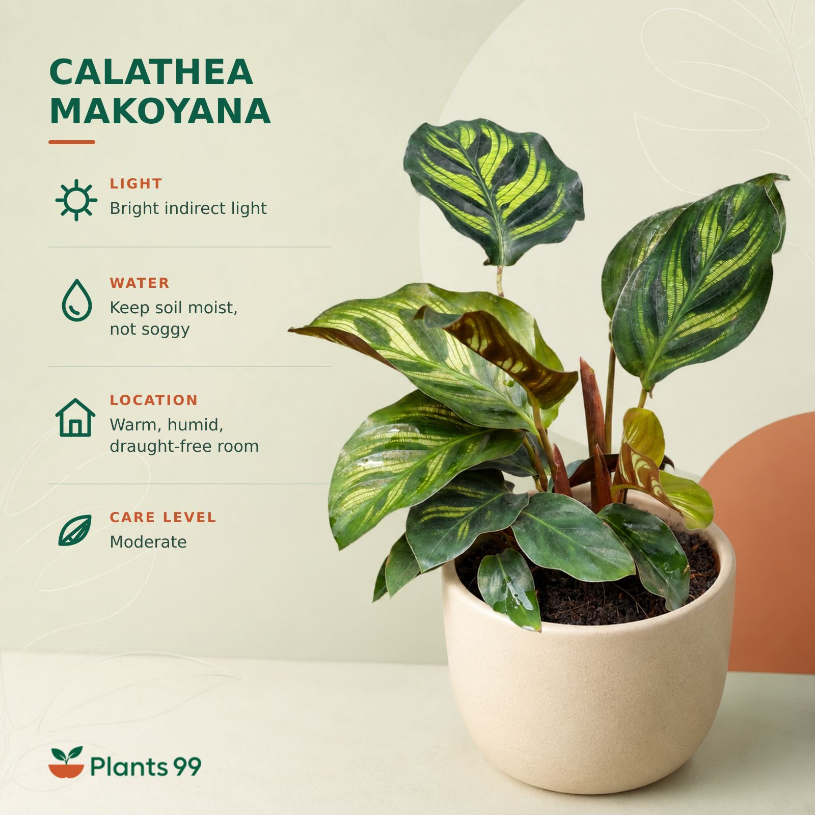 Calathea Makoyana – 8.5 cm Pot