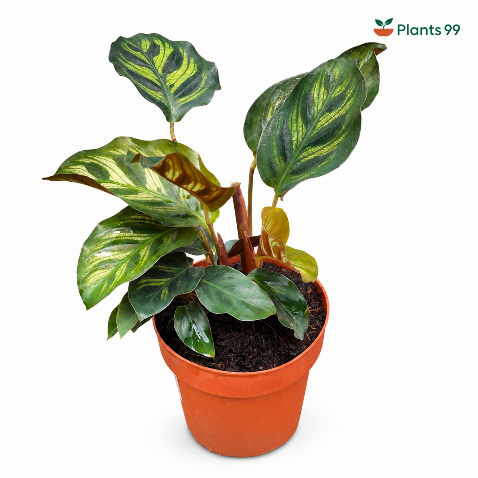 Calathea Makoyana – 8.5 cm Pot