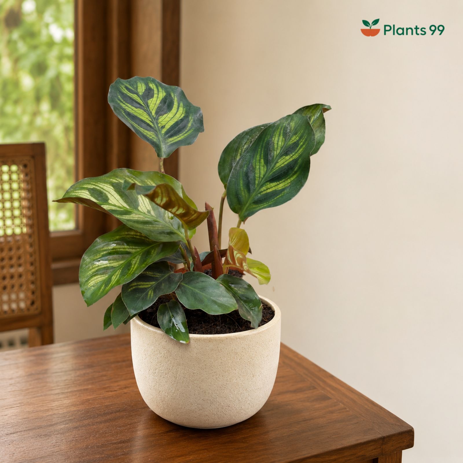 Calathea Makoyana – 8.5 cm Pot