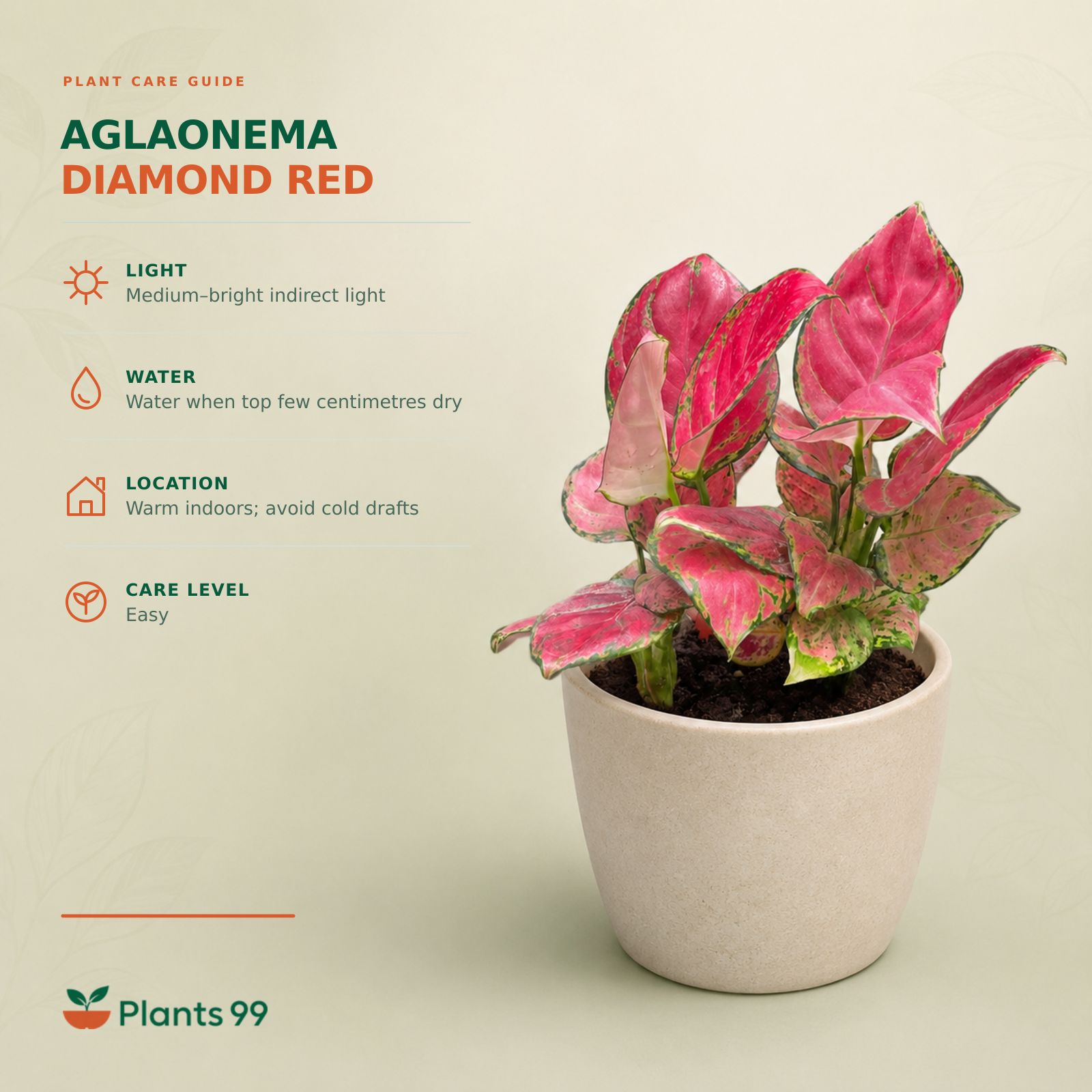 Aglaonema Diamond Red – 12 cm Pot