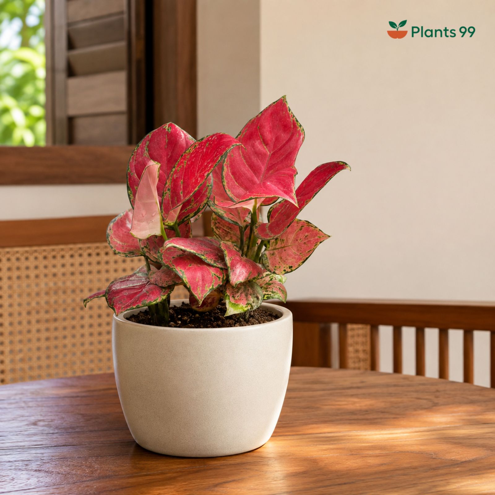 Aglaonema Diamond Red – 12 cm Pot