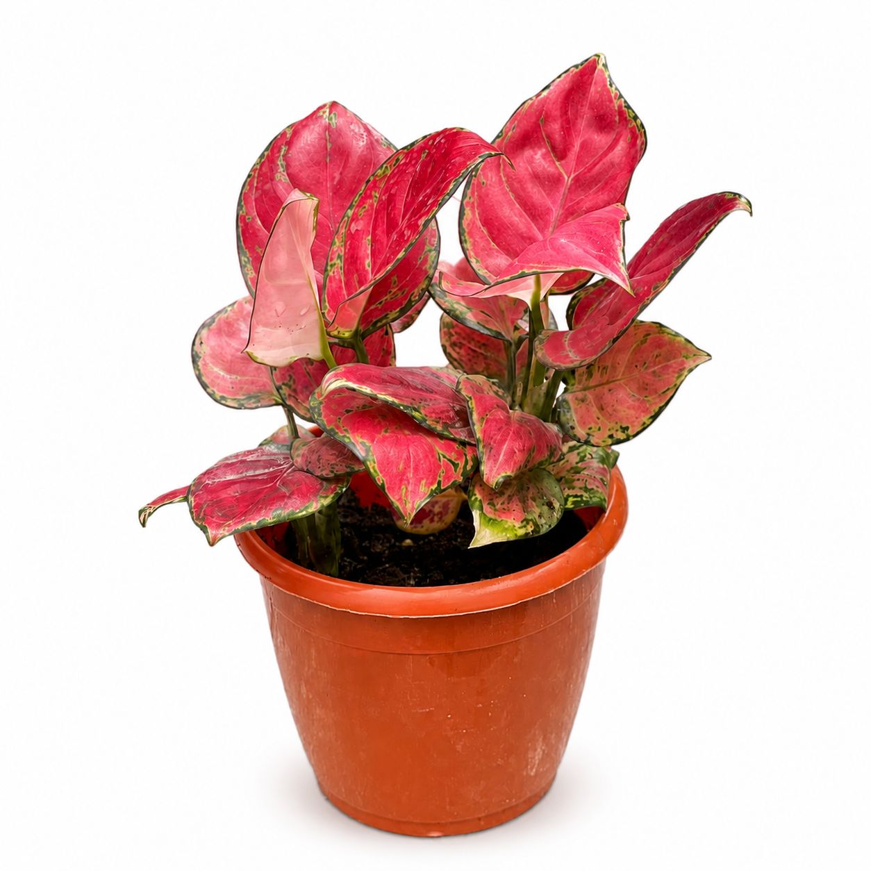 Aglaonema Diamond Red – 12 cm Pot