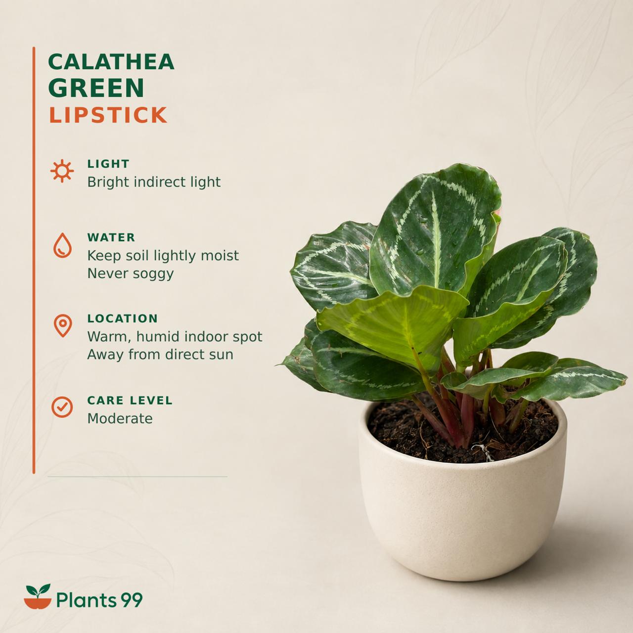 Calathea Green Lipstick – 8.5 cm Pot
