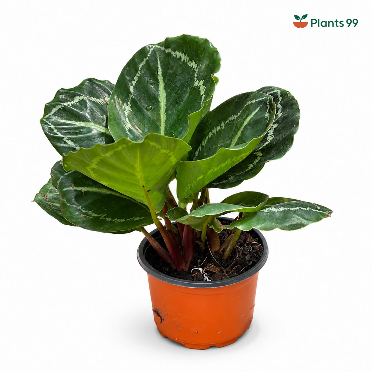 Calathea Green Lipstick – 8.5 cm Pot