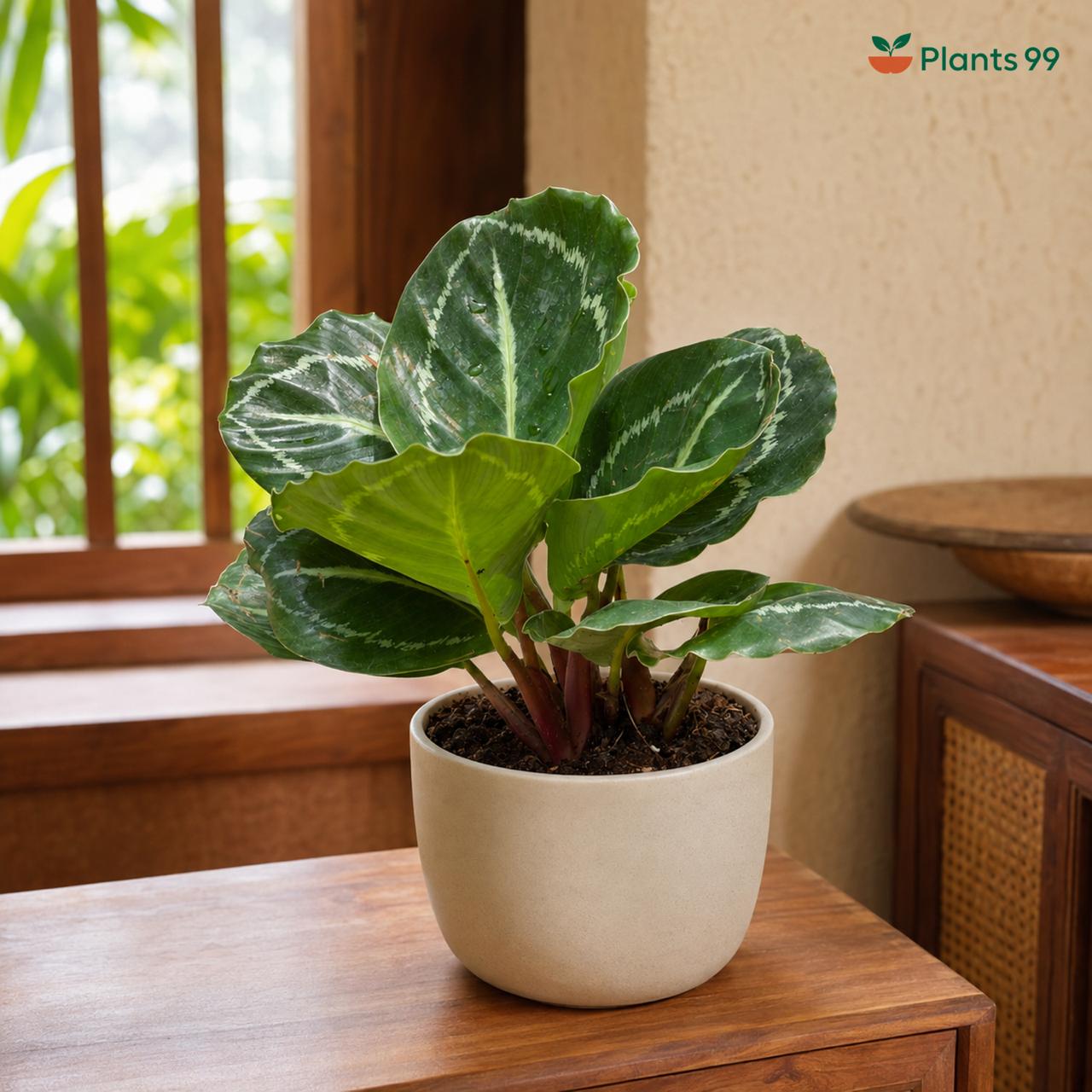 Calathea Green Lipstick – 8.5 cm Pot