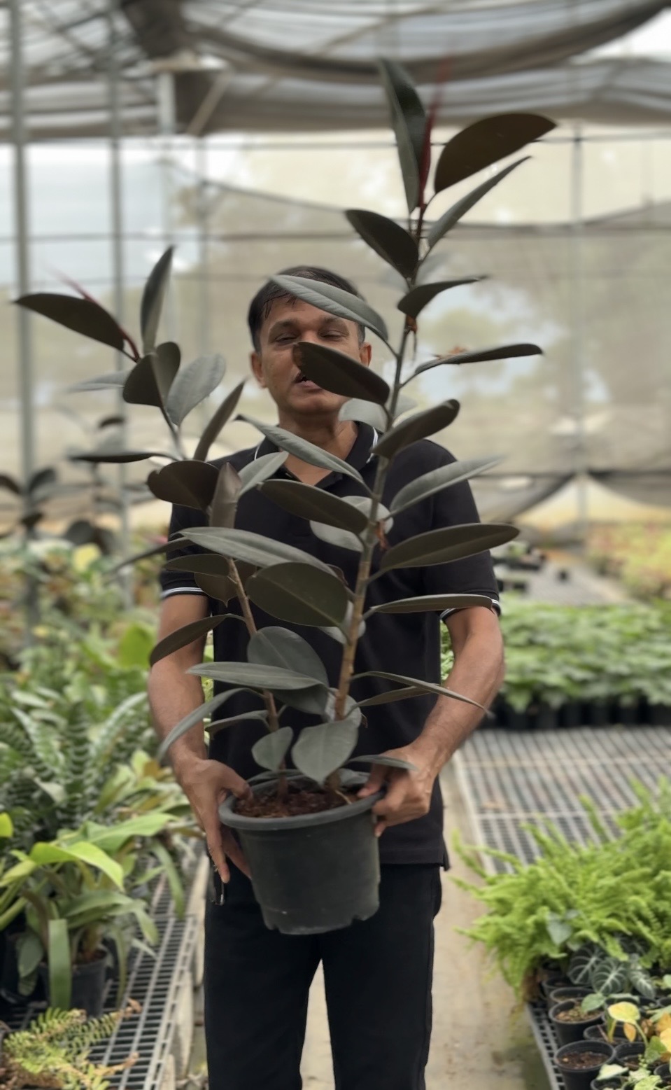 Ficus Burgundy -(Healthy Live Plant in Jiffy Bag)