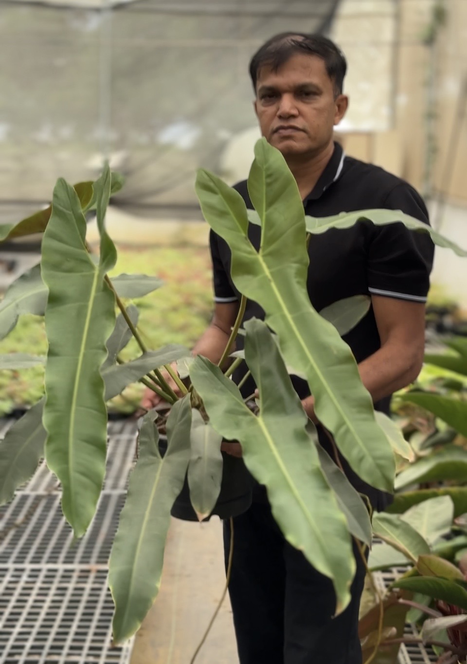 Philodendron Atabapoense -(2 Healthy Live Plant in Jiffy Bag)