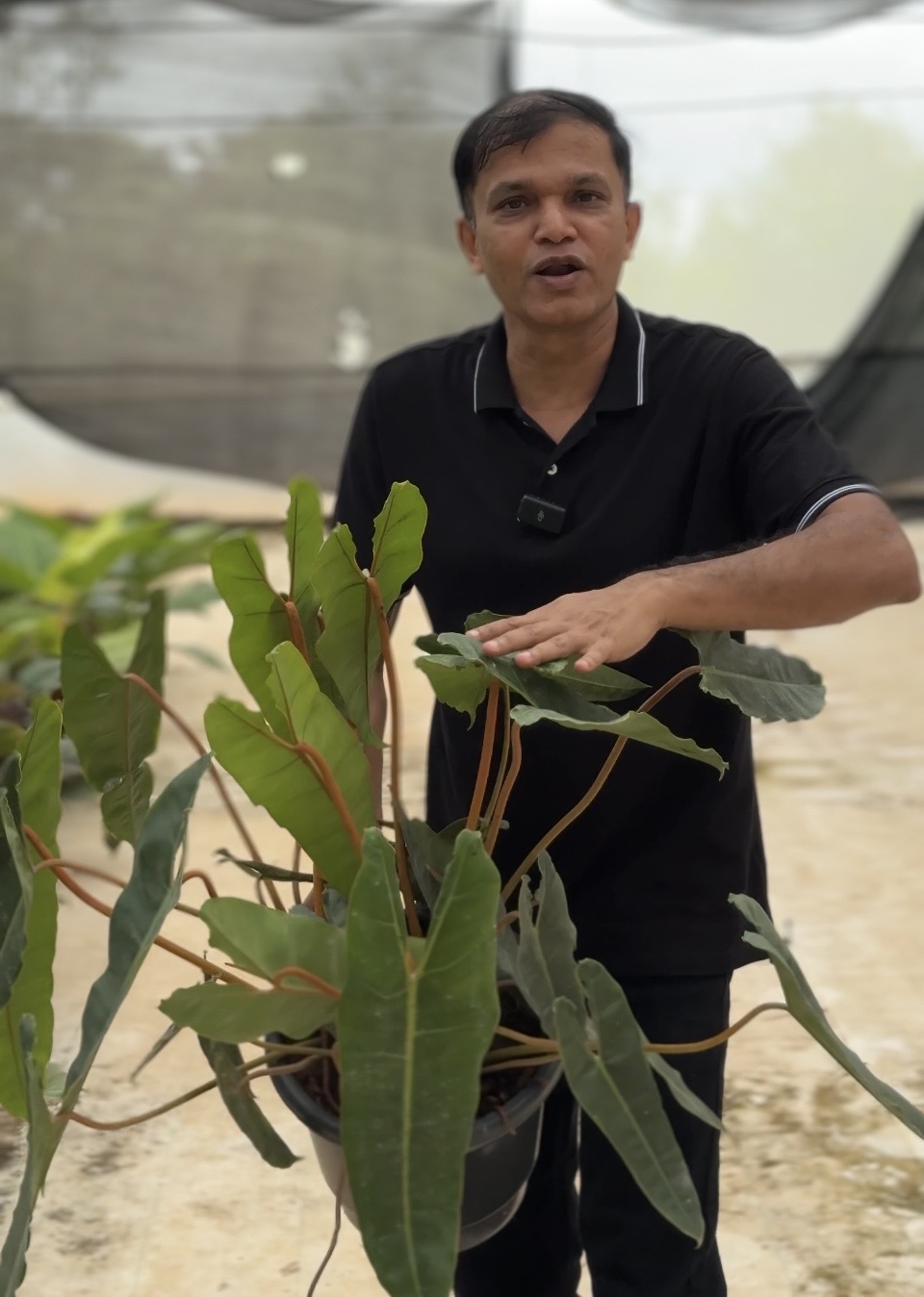 Philodendron  Billietiae -(Healthy Live Plant in Jiffy Bag)