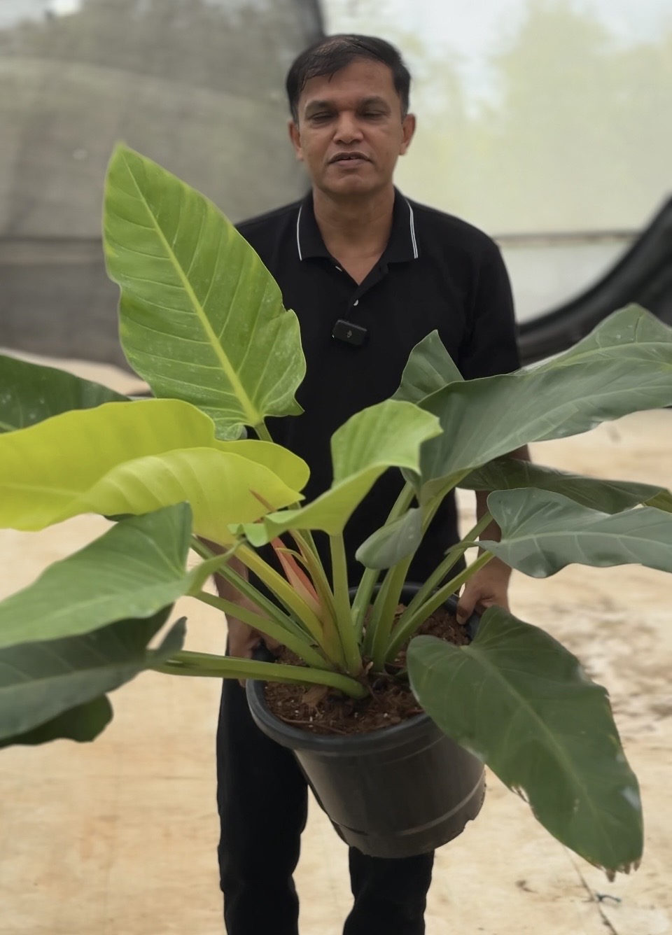 Philodendron Melinoni