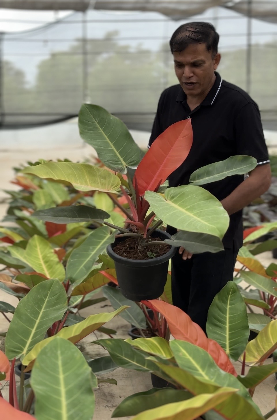 Philodendron Prince Of Orange -(2 Healthy Live Plant in Jiffy Bag)