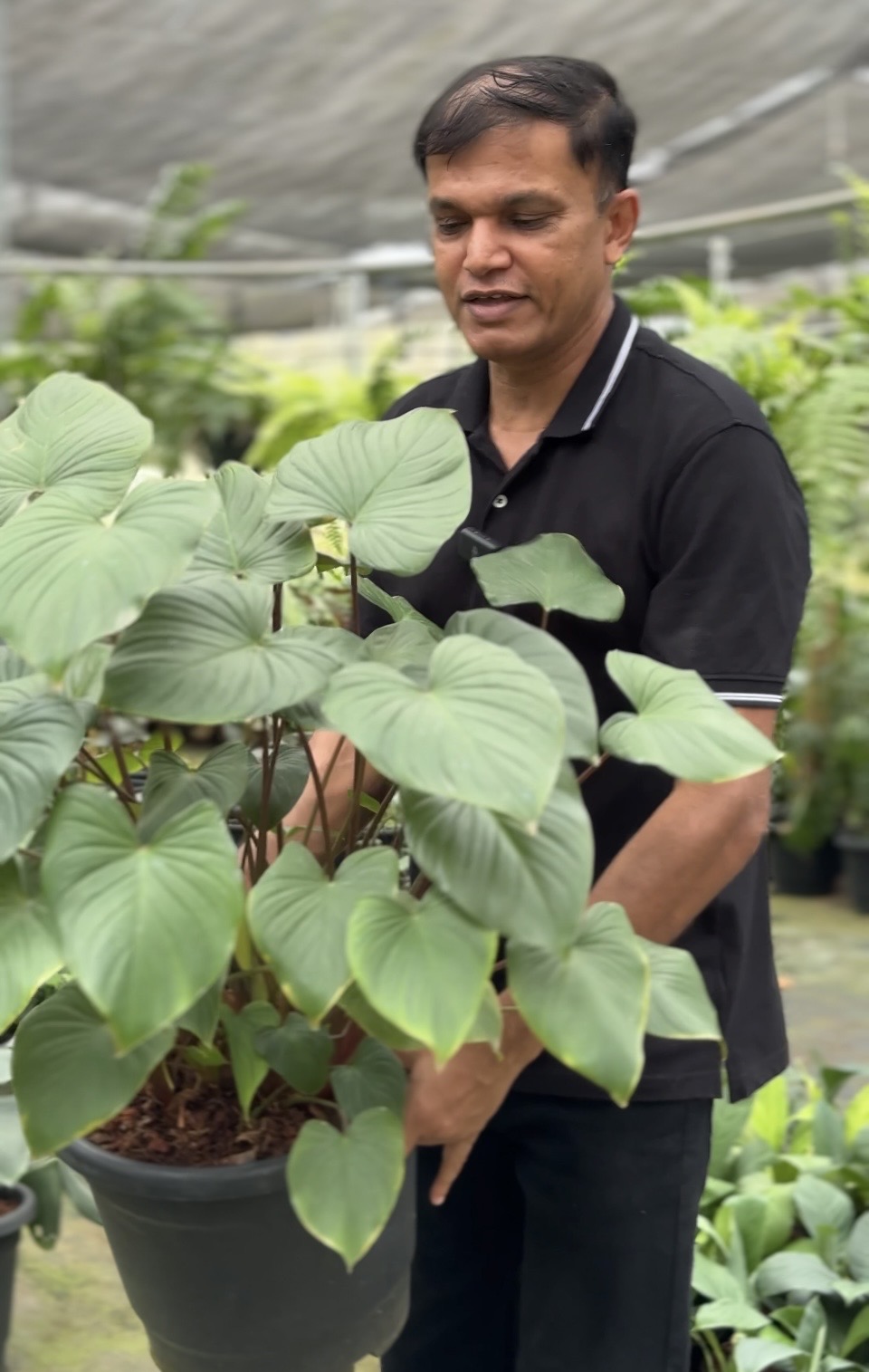 Homalomena – Premium Indoor Plant