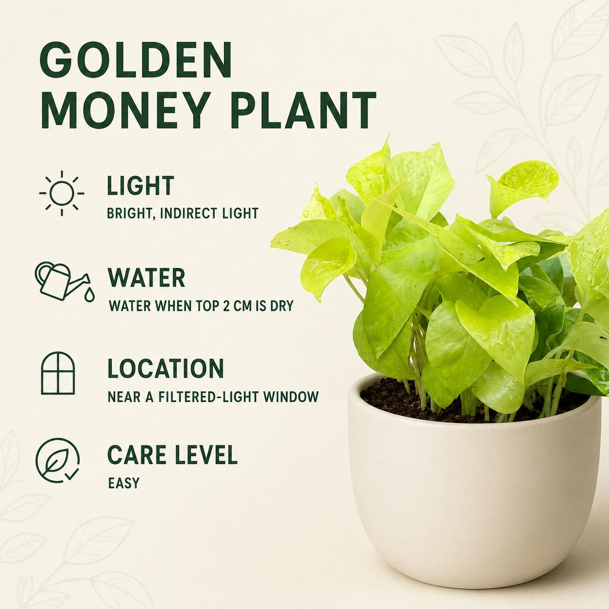 Golden Money Plant – 12 cm Nursery Pot