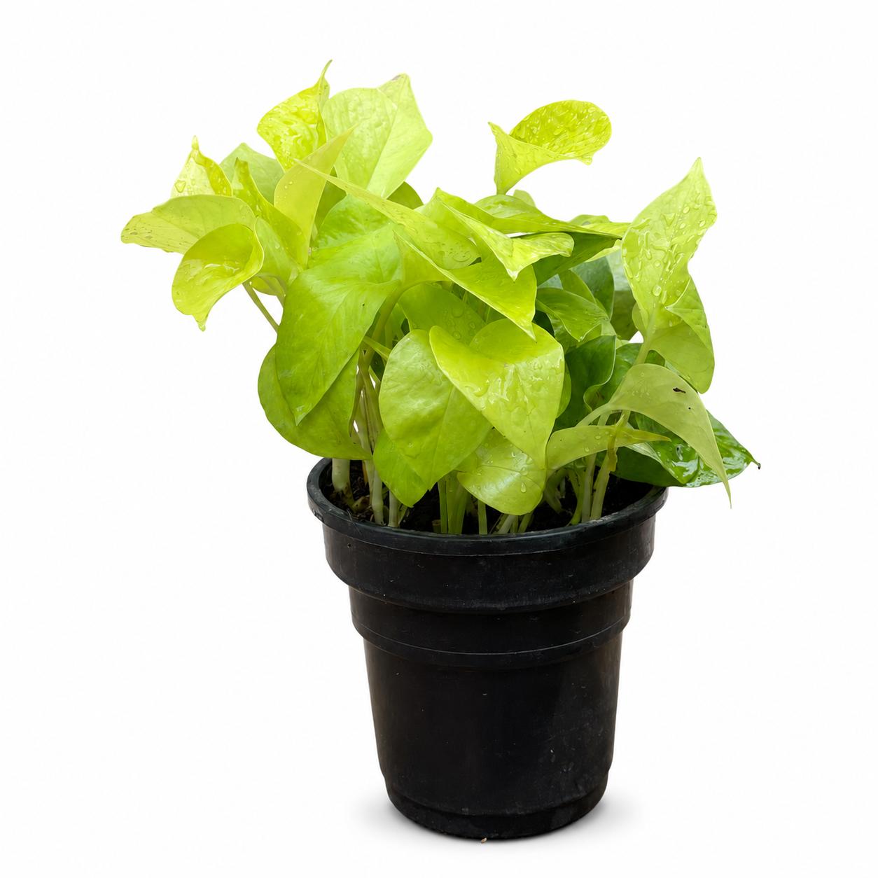 Golden Money Plant – 12 cm Nursery Pot