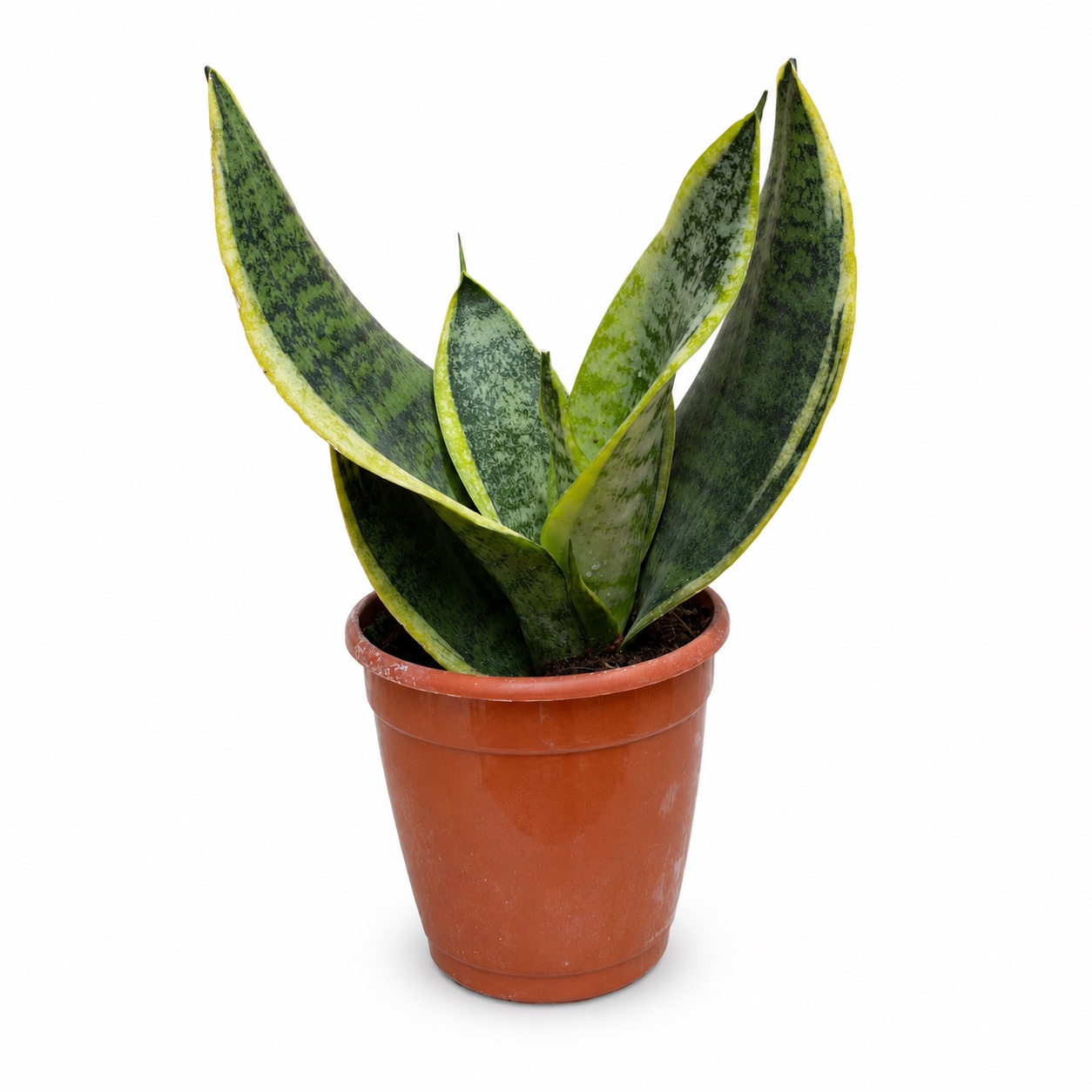 Sansevieria Superba – 10 cm Nursery Po