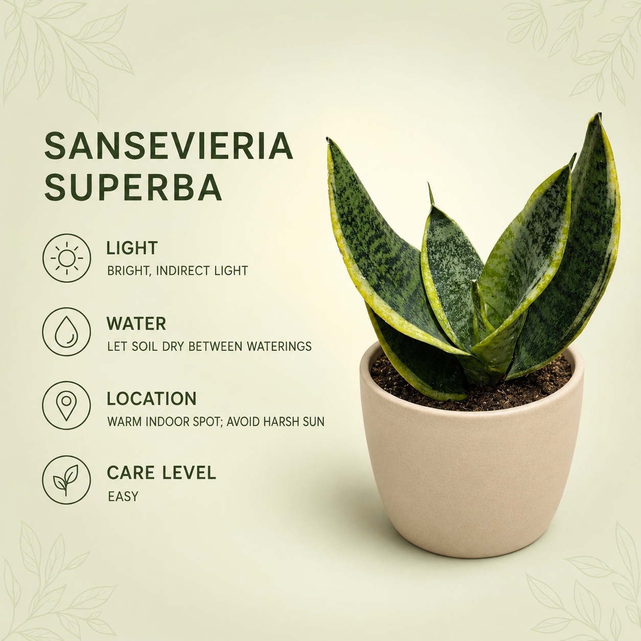 Sansevieria Superba – 10 cm Nursery Po