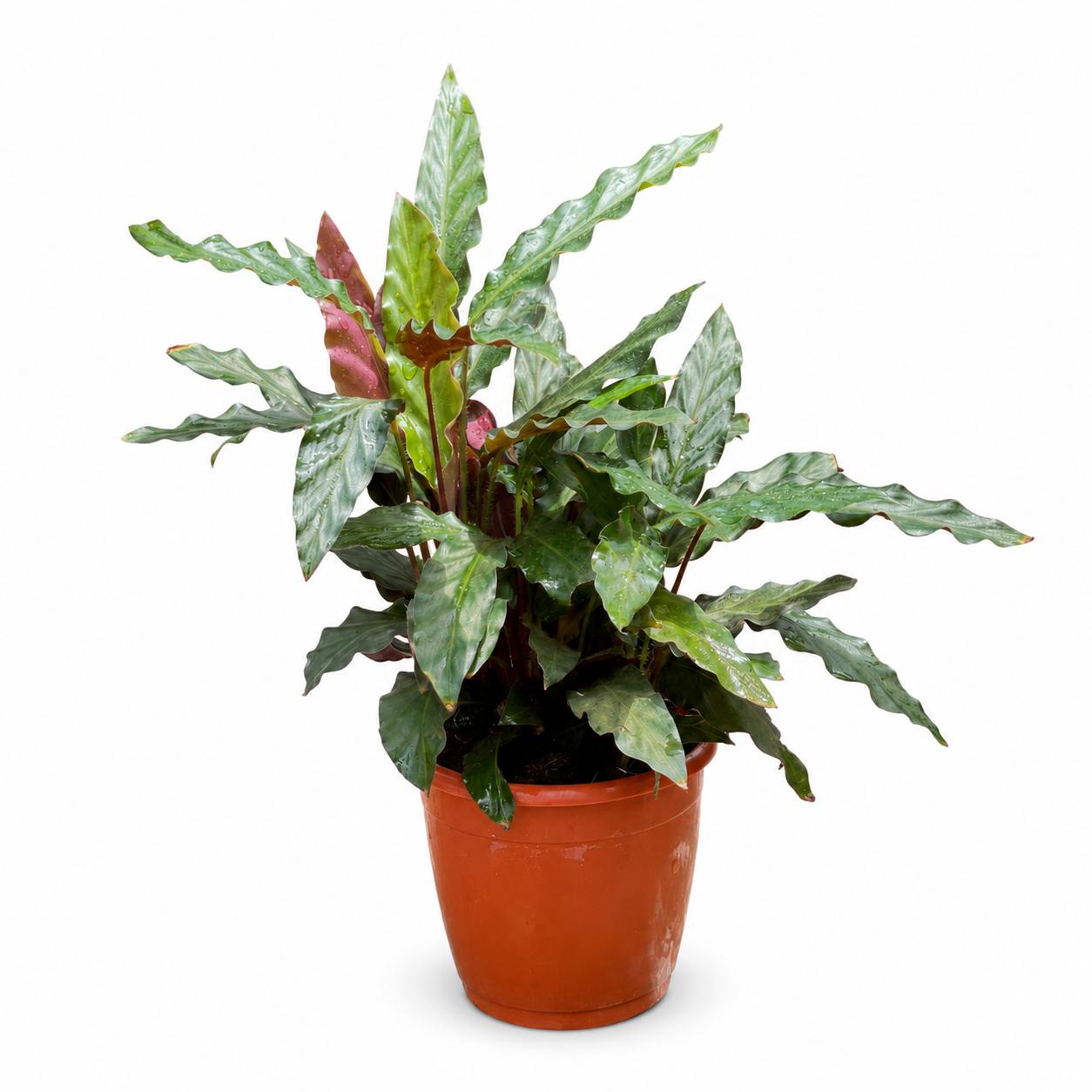 Calathea Rufibarba Green – 12 cm Nursery Pot