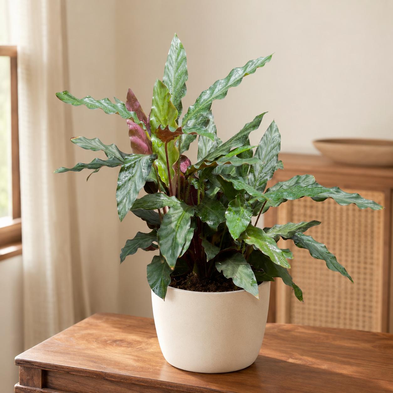 Calathea Rufibarba Green – 12 cm Nursery Pot