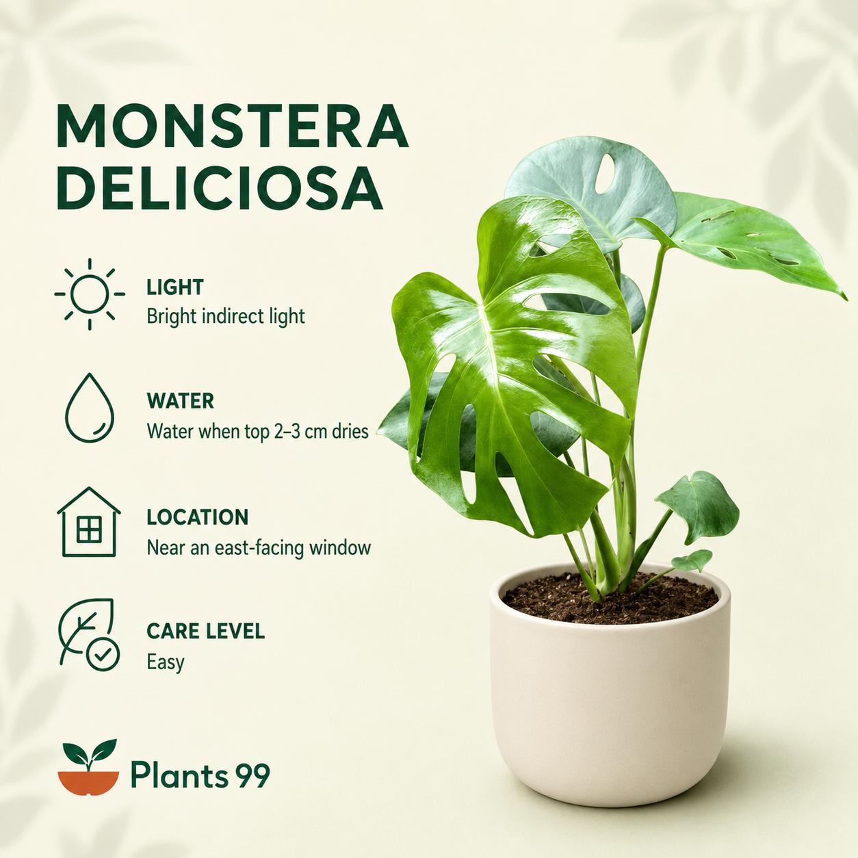 Monstera Deliciosa