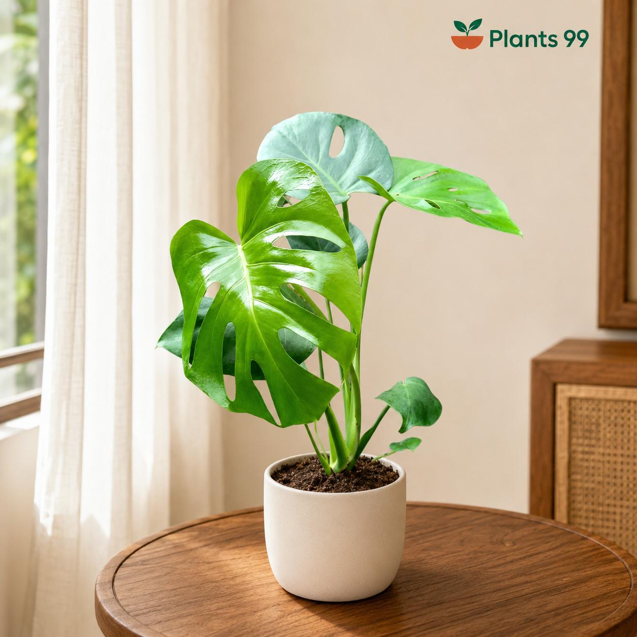 Monstera Deliciosa