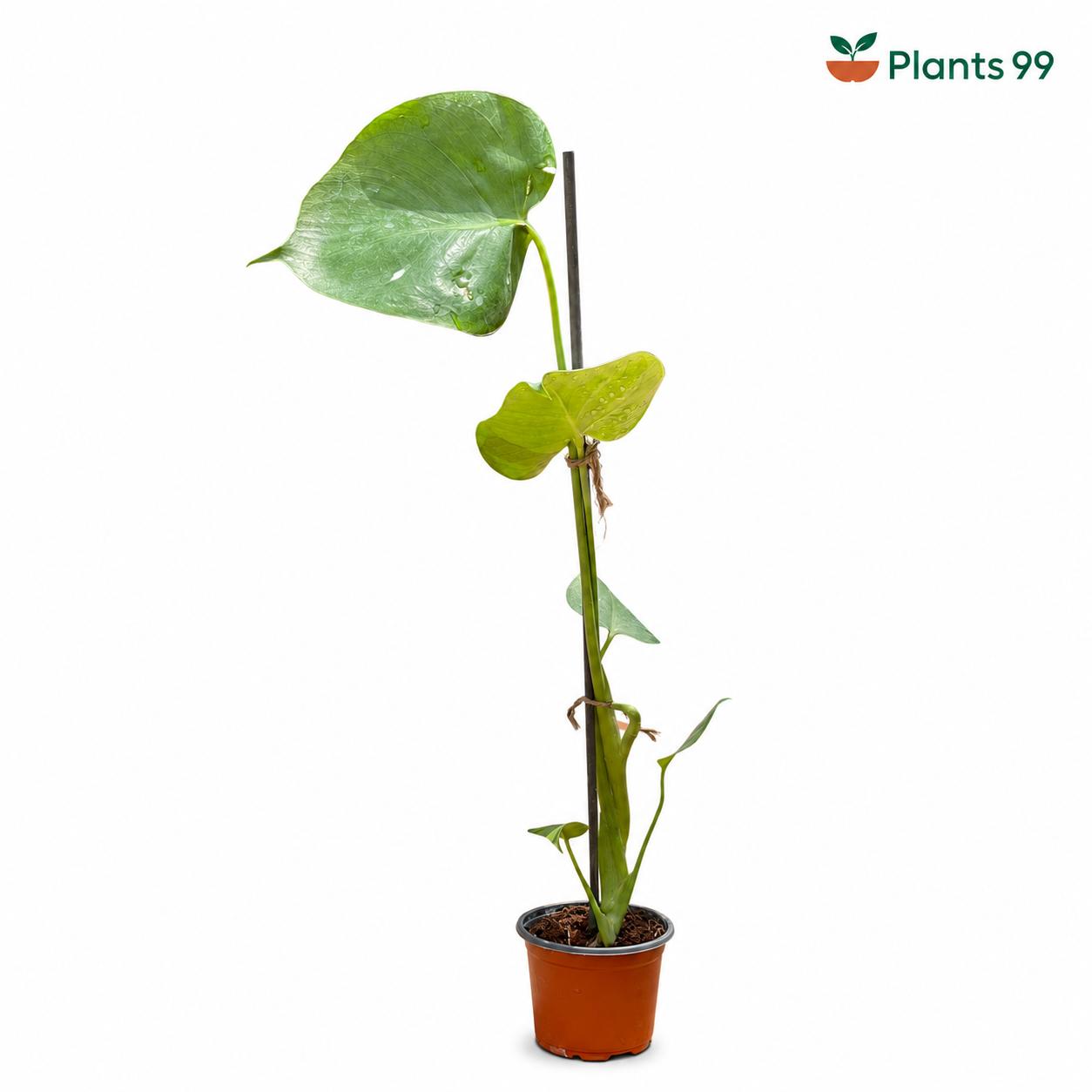 Monstera Deliciosa