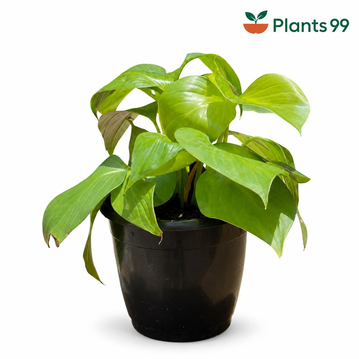 Homalomena – 12 cm Pot