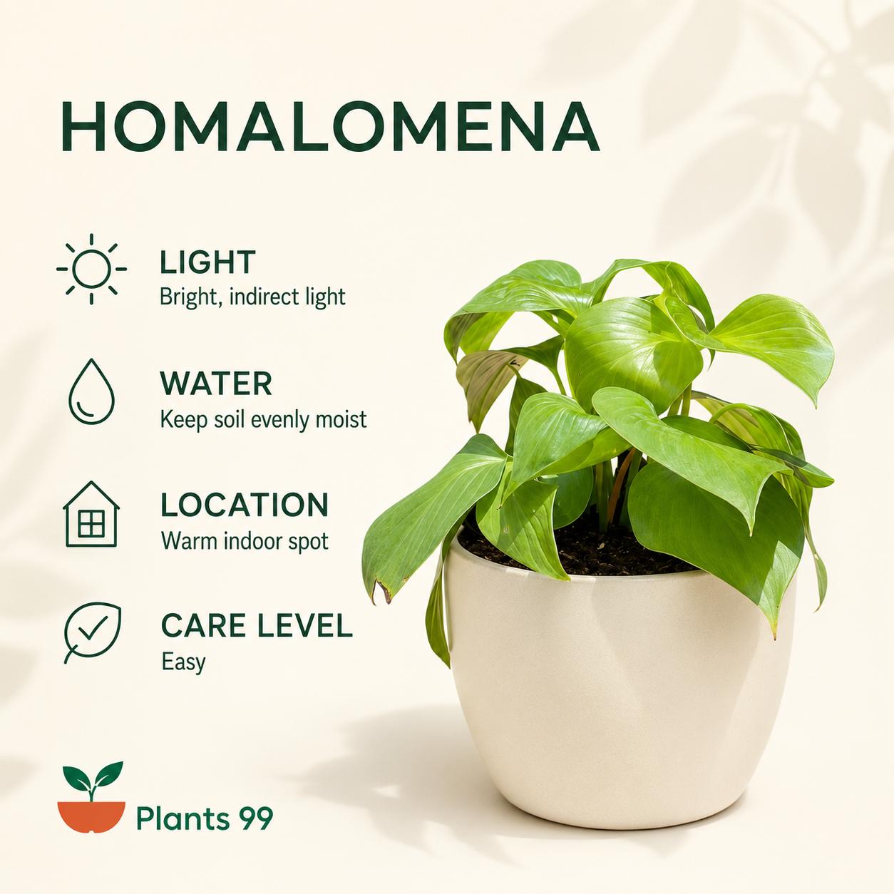 Homalomena – 12 cm Pot