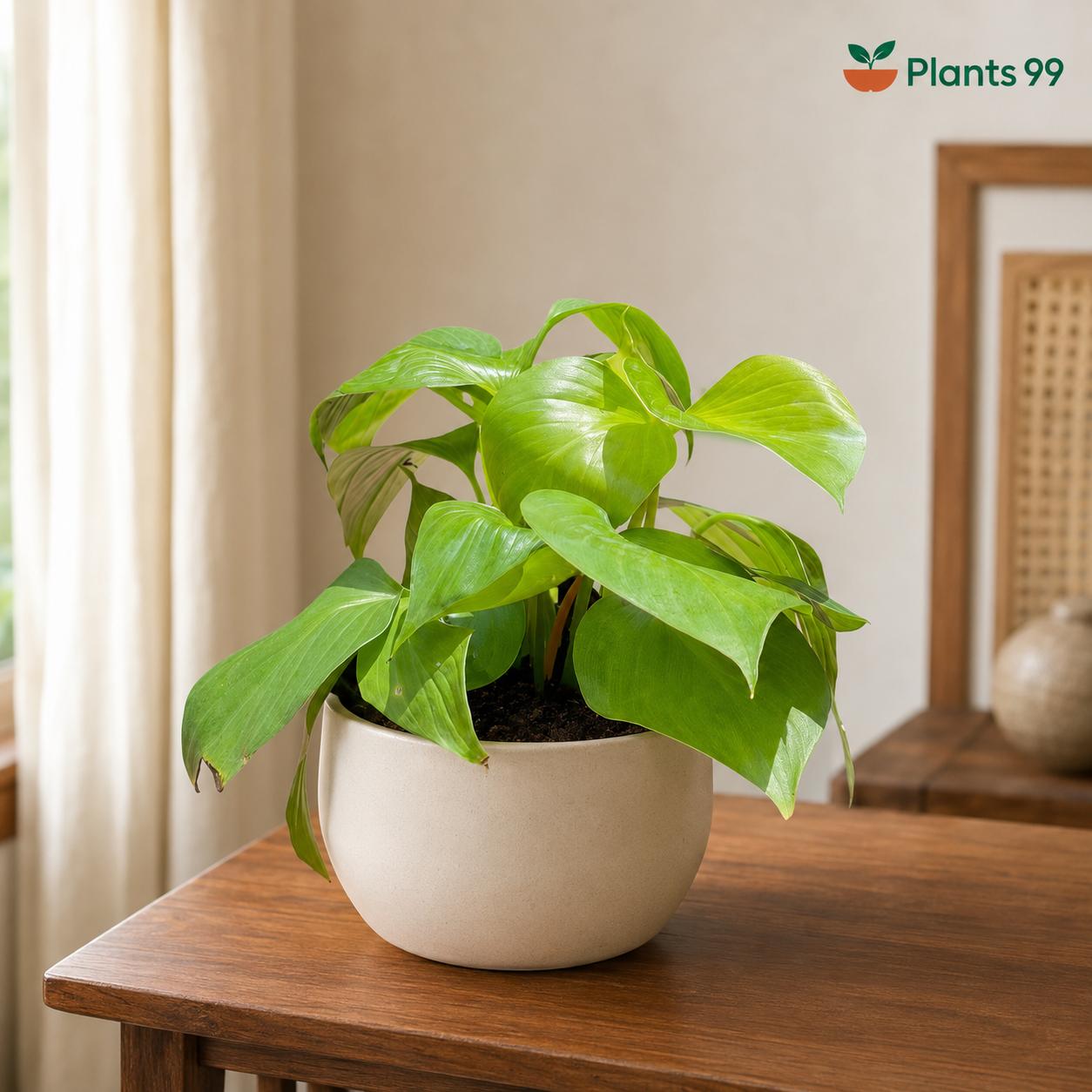 Homalomena – 12 cm Pot