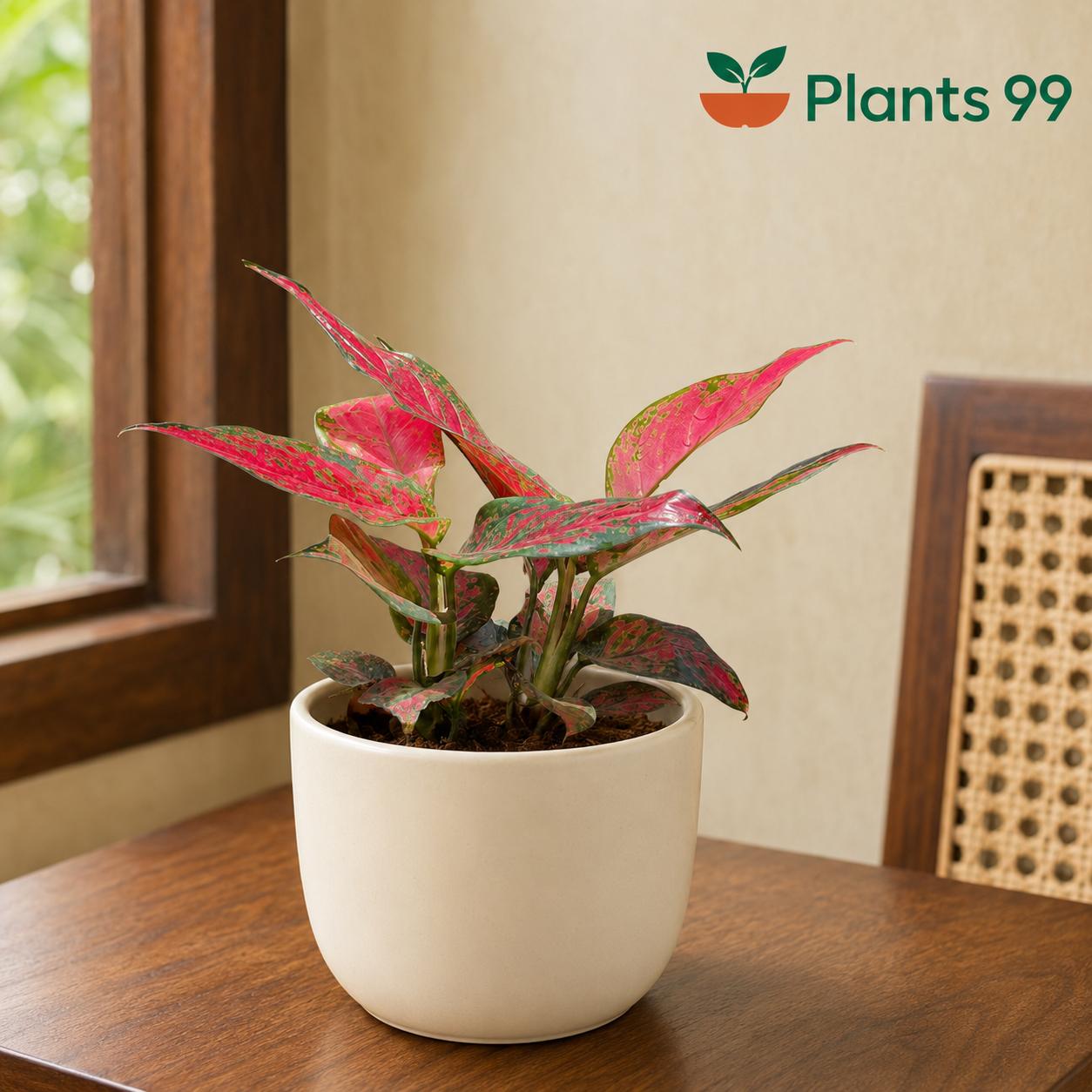 Aglaonema Red Army – 8.5 cm Pot