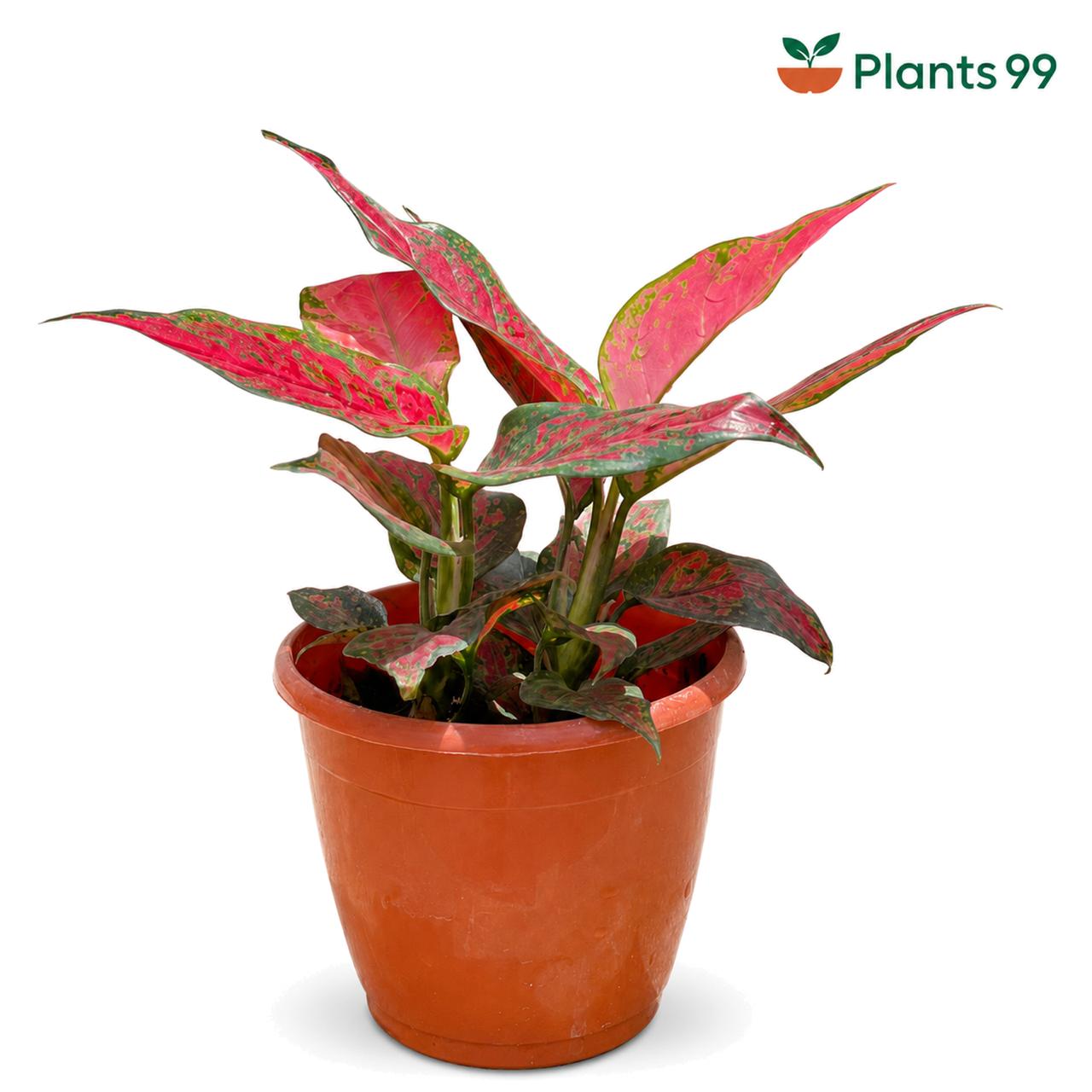 Aglaonema Red Army – 8.5 cm Pot