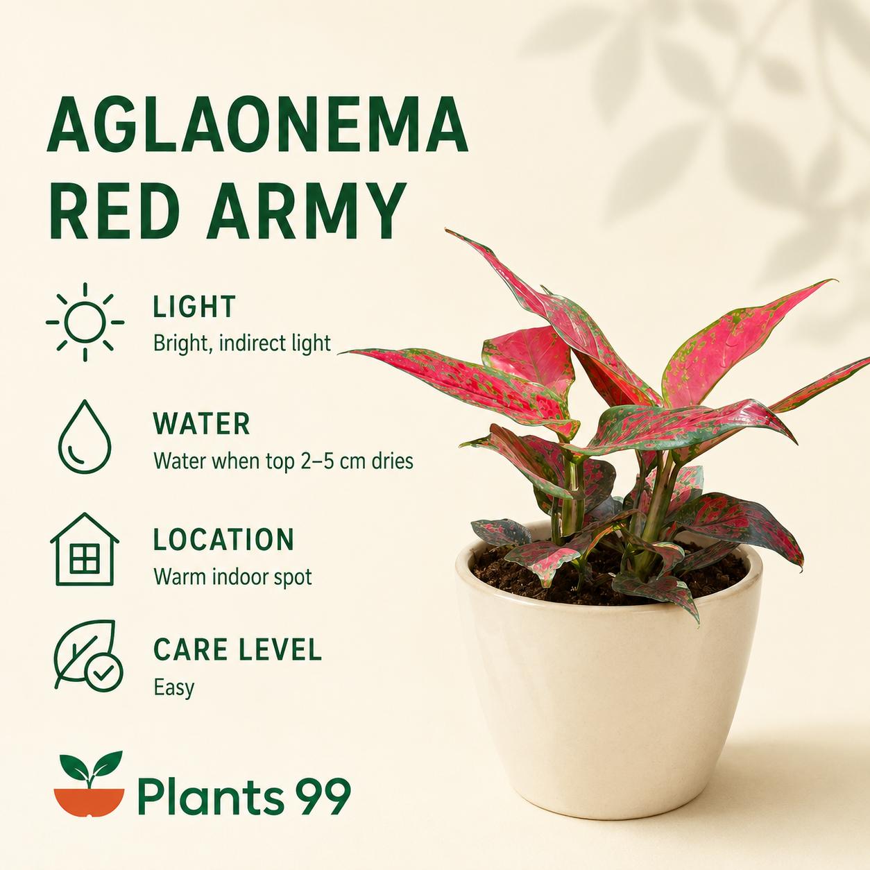 Aglaonema Red Army – 8.5 cm Pot
