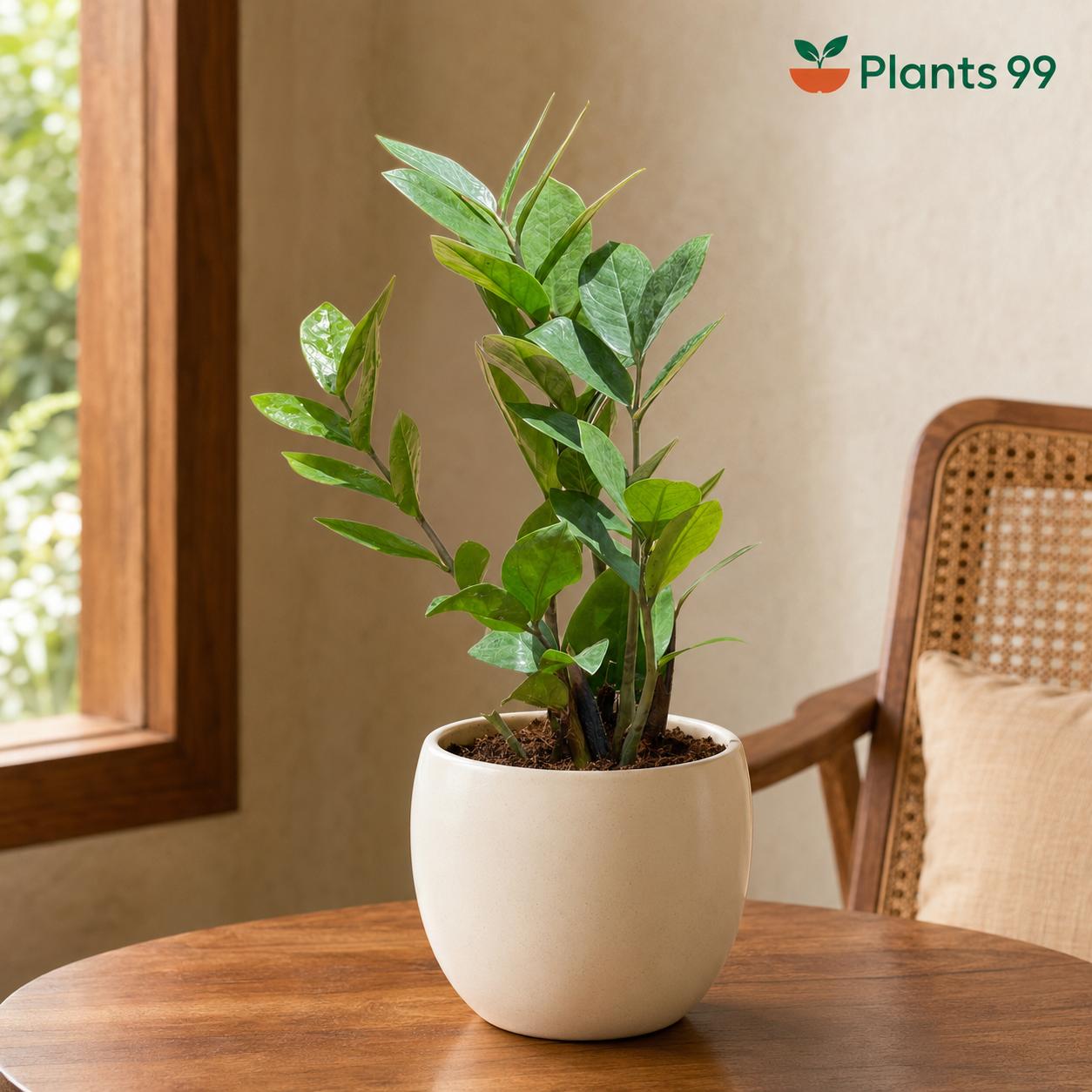 ZZ Plant Green – 12 cm Pot