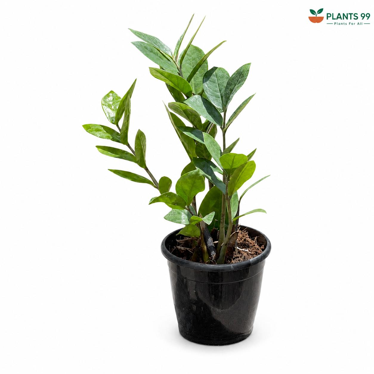ZZ Plant Green – 12 cm Pot