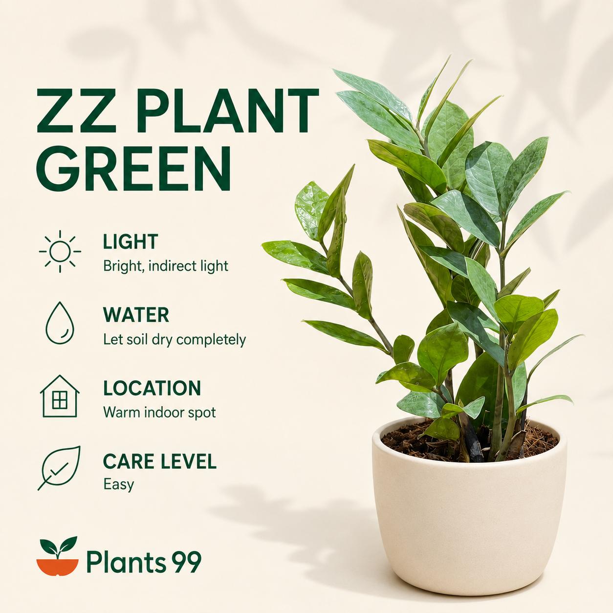 ZZ Plant Green – 12 cm Pot