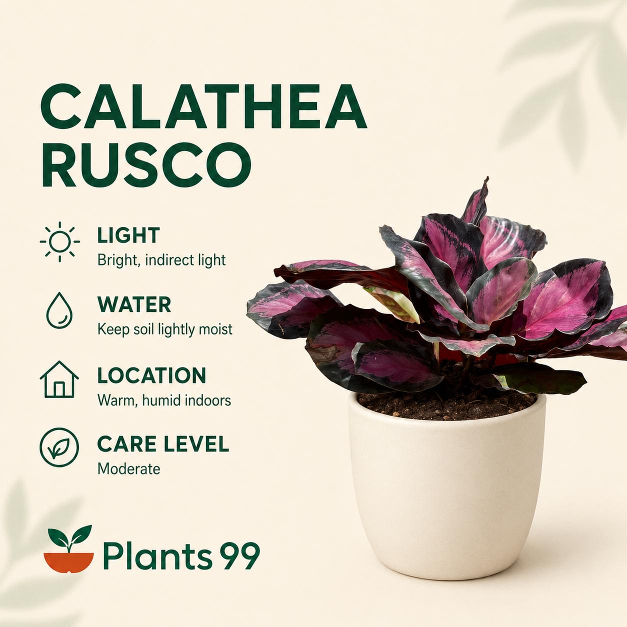 Calathea Rusco