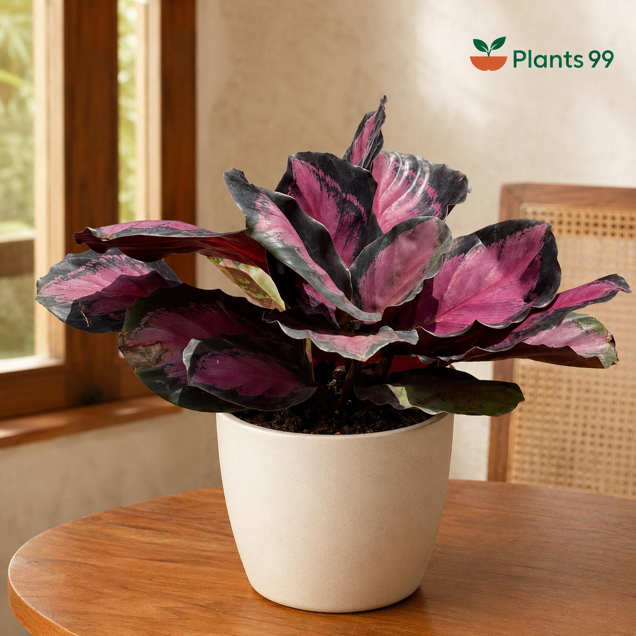 Calathea Rusco