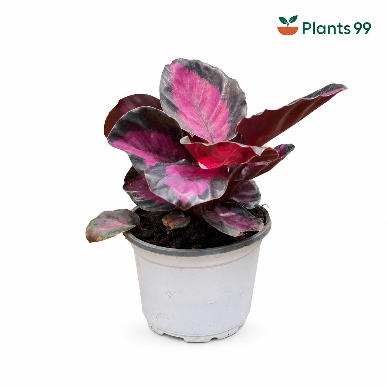 Calathea Rusco