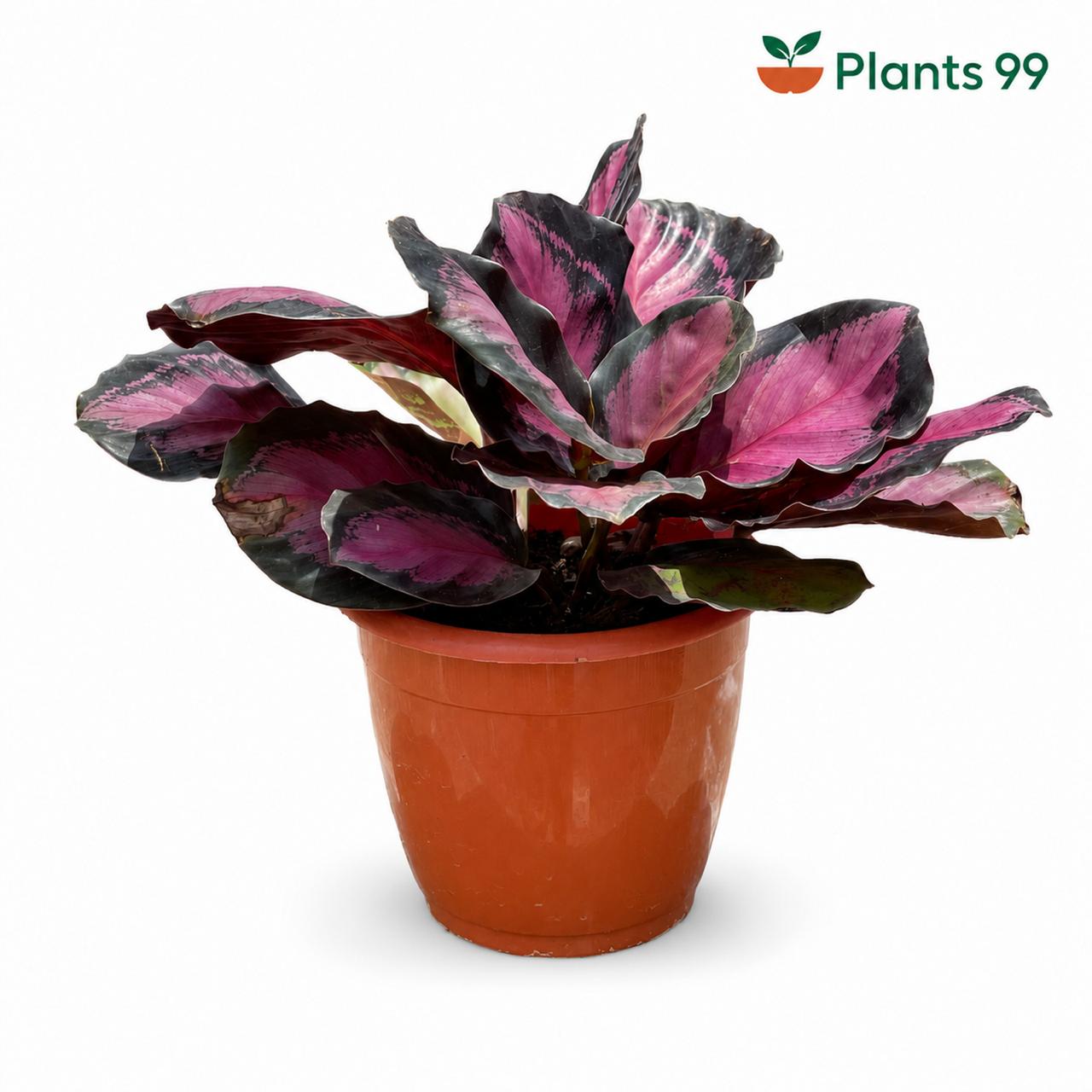 Calathea Rusco