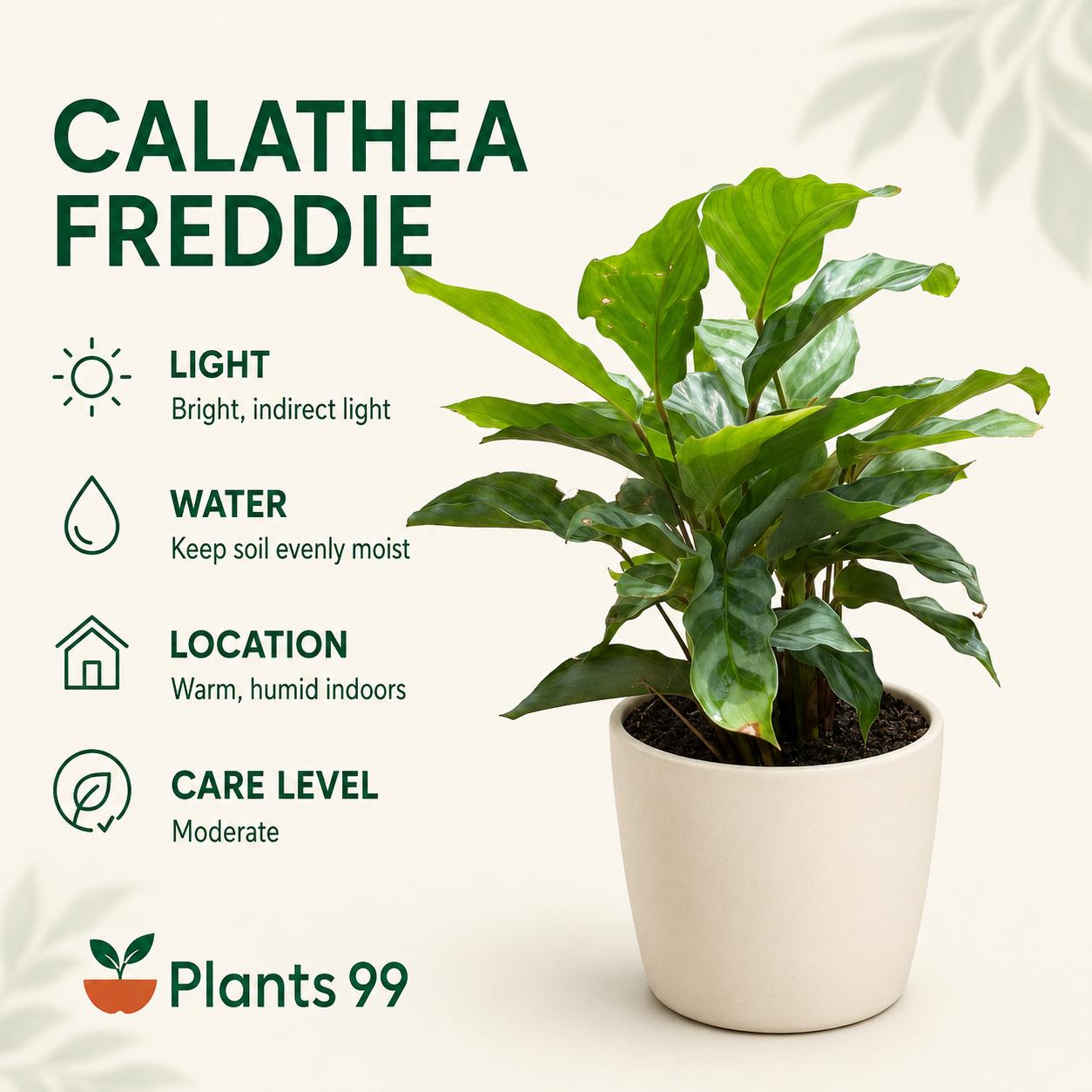 Calathea Freddie