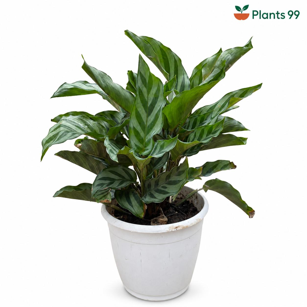 Calathea Freddie