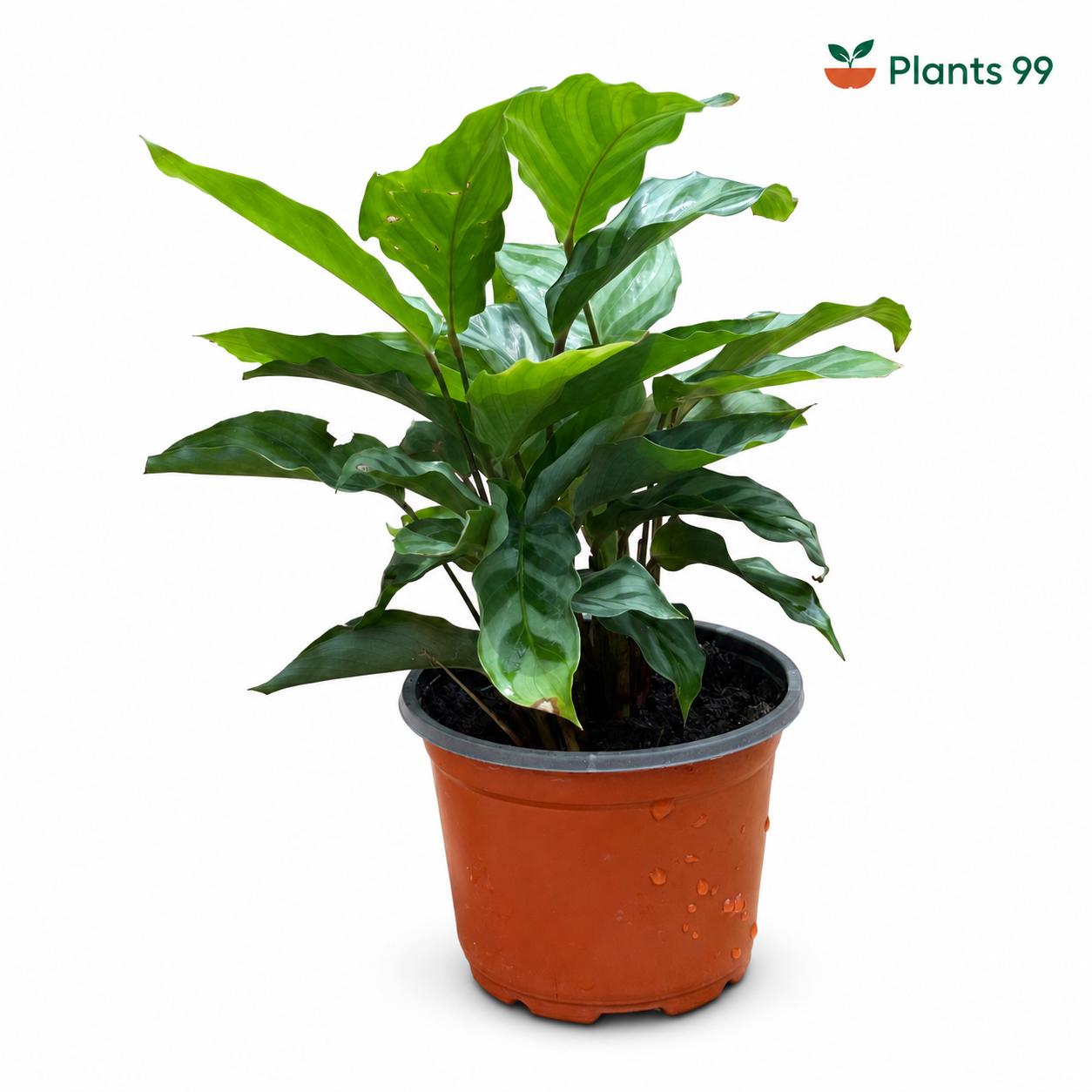 Calathea Freddie