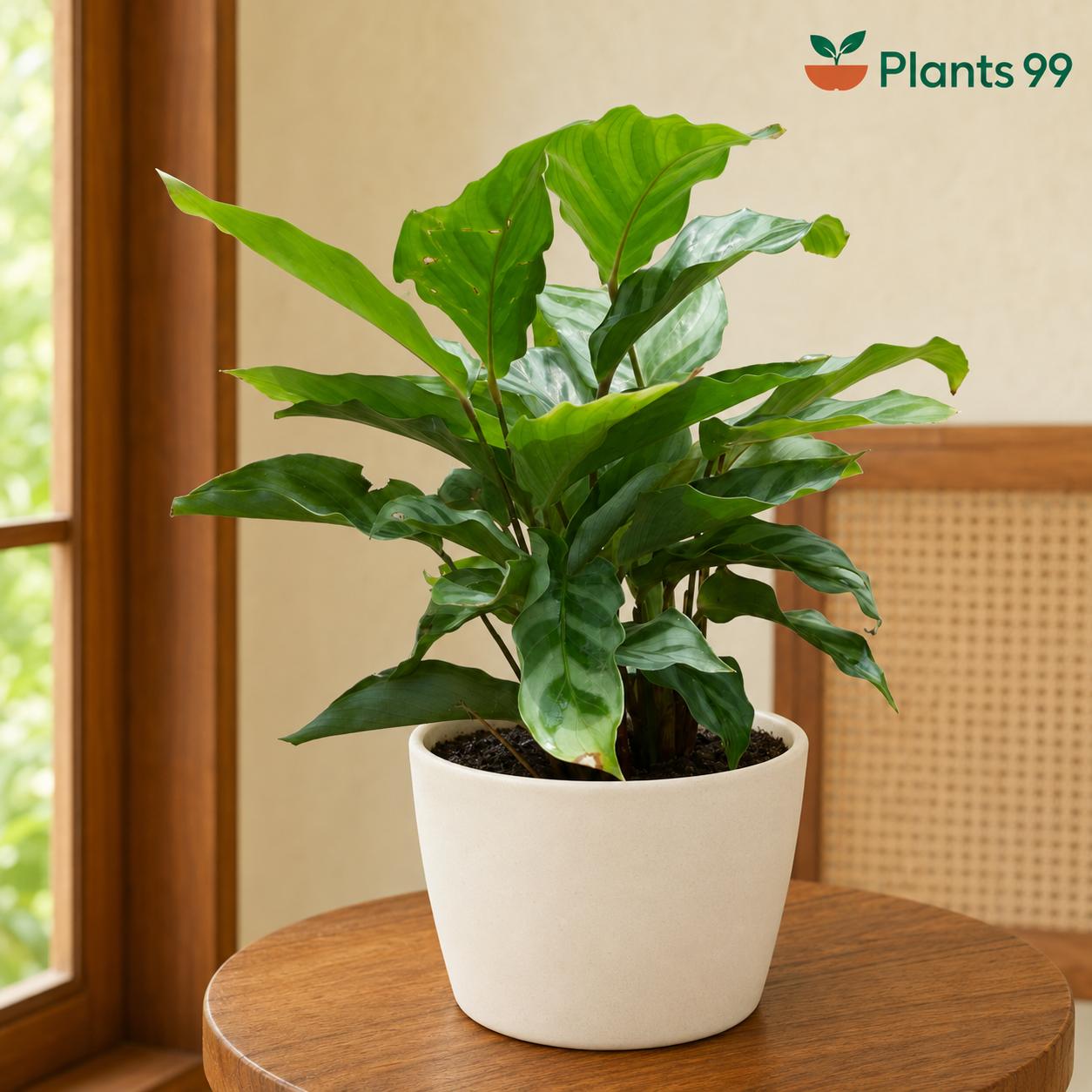 Calathea Freddie