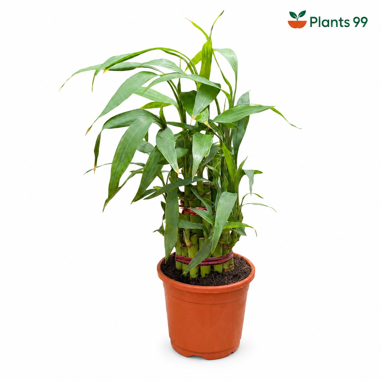 Two-Layer Lucky Bamboo – 10 cm Pot